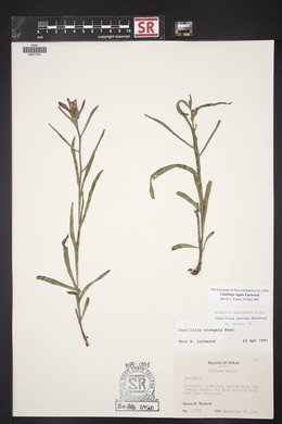 Castilleja rigida image