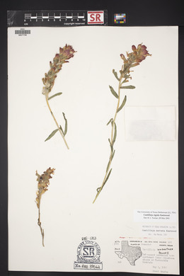 Castilleja rigida image