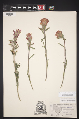 Castilleja rigida image