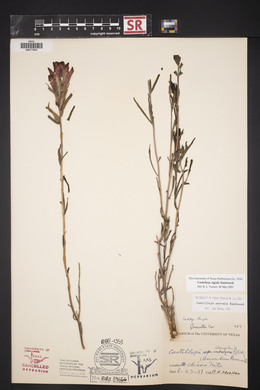 Castilleja rigida image