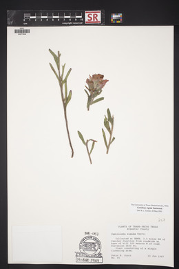 Castilleja rigida image