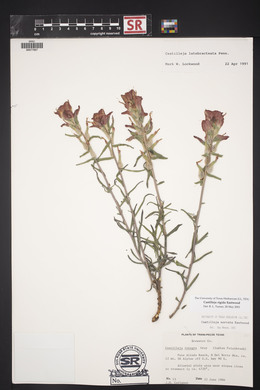 Castilleja rigida image