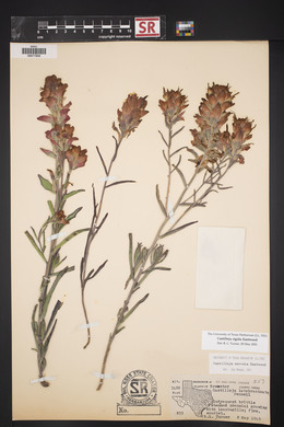 Castilleja rigida image