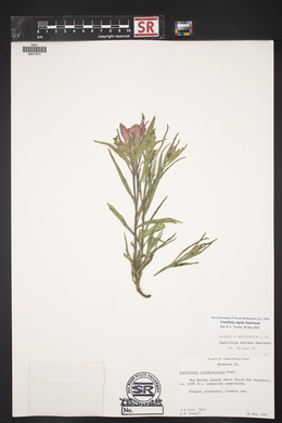 Castilleja rigida image