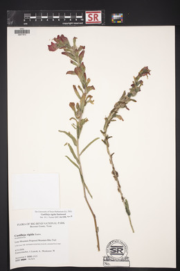 Castilleja rigida image