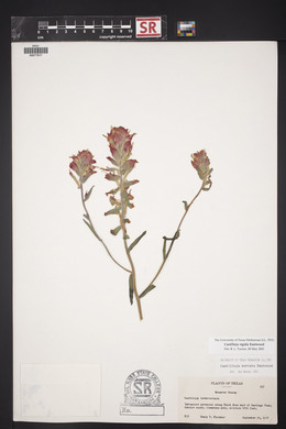 Castilleja rigida image