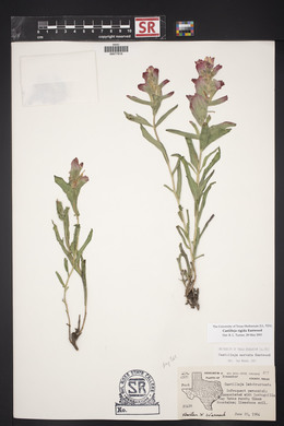 Castilleja rigida image