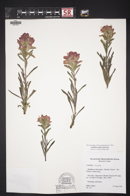 Castilleja rigida image