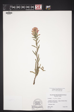 Castilleja rigida image