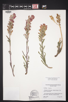 Castilleja rigida image