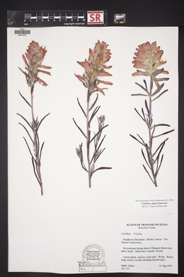 Castilleja rigida image