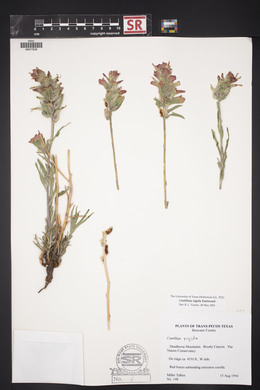 Castilleja rigida image