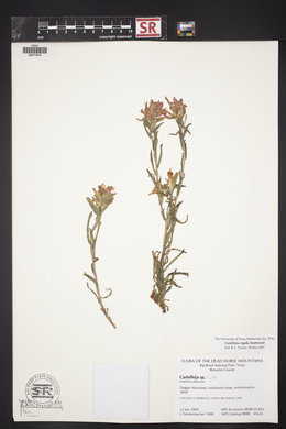 Castilleja rigida image