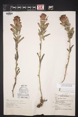 Castilleja rigida image