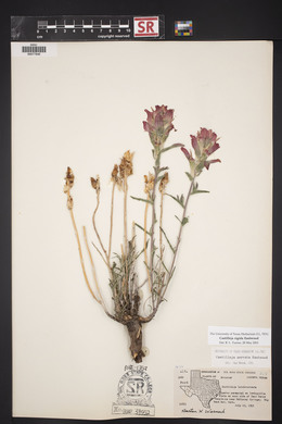 Castilleja rigida image