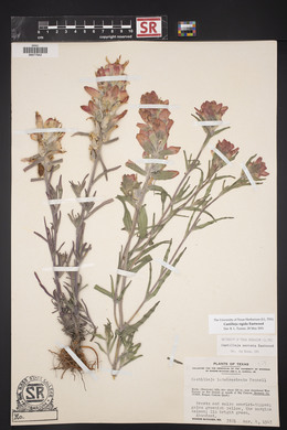 Castilleja rigida image