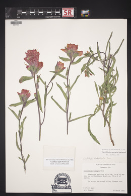 Castilleja rigida image