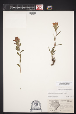 Castilleja rigida image