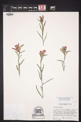 Castilleja rigida image