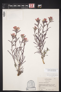 Castilleja rigida image