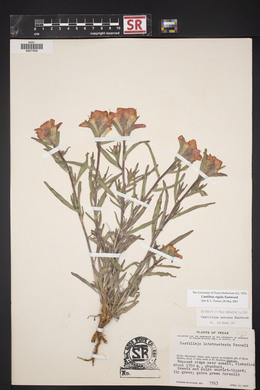 Castilleja rigida image