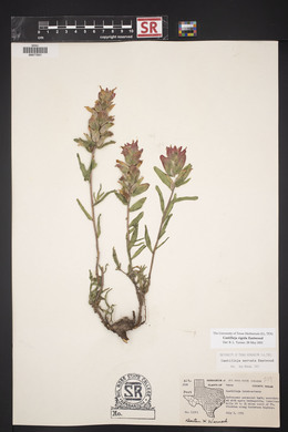 Castilleja rigida image