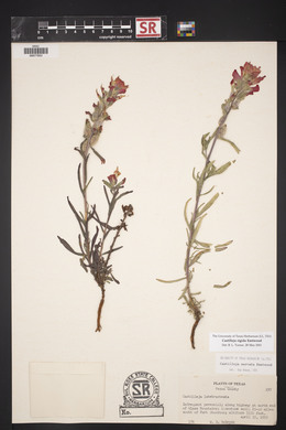 Castilleja rigida image