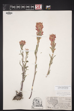 Castilleja rigida image