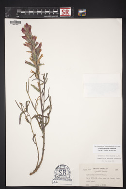 Castilleja rigida image