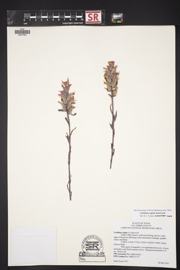 Castilleja rigida image