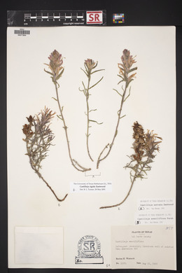 Castilleja rigida image