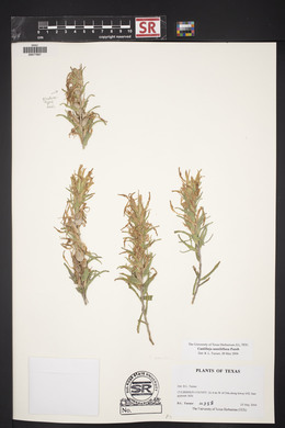 Castilleja sessiliflora image