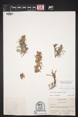 Castilleja sessiliflora image