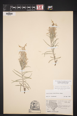 Castilleja sessiliflora image