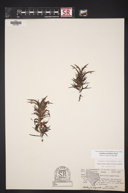 Castilleja sessiliflora image