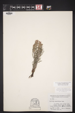 Castilleja sessiliflora image