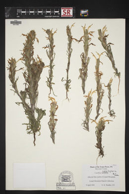 Castilleja sessiliflora image