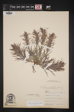 Castilleja sessiliflora image