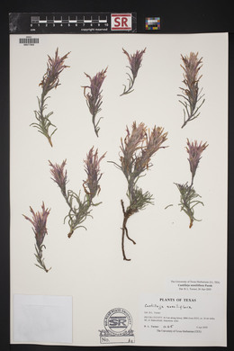 Castilleja sessiliflora image