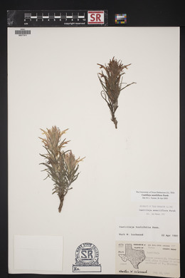 Castilleja sessiliflora image