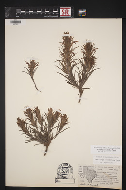 Castilleja sessiliflora image