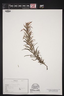 Castilleja sessiliflora image