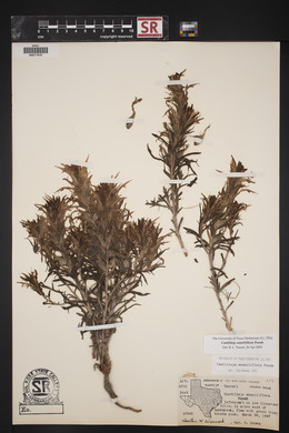 Castilleja sessiliflora image