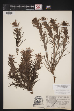 Castilleja sessiliflora image