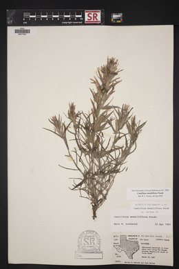 Castilleja sessiliflora image