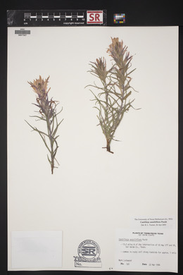 Castilleja sessiliflora image