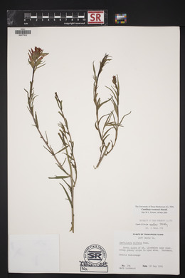 Castilleja wootonii image