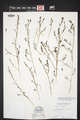 Carlowrightia linearifolia image