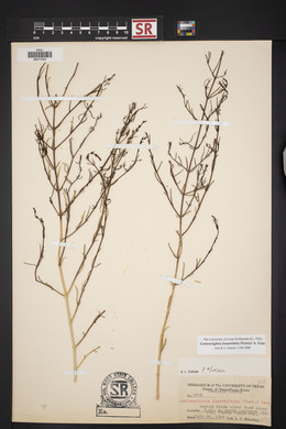 Carlowrightia linearifolia image