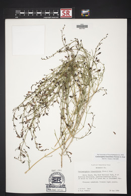 Carlowrightia linearifolia image